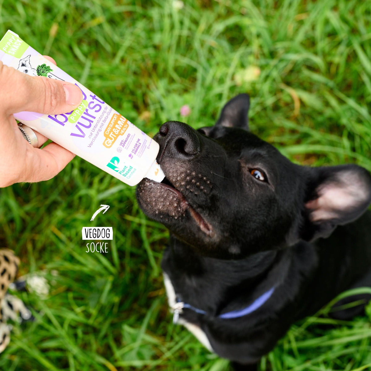 Valp slickar VEGDOG Belly Vurst direkt från tuben i gräset