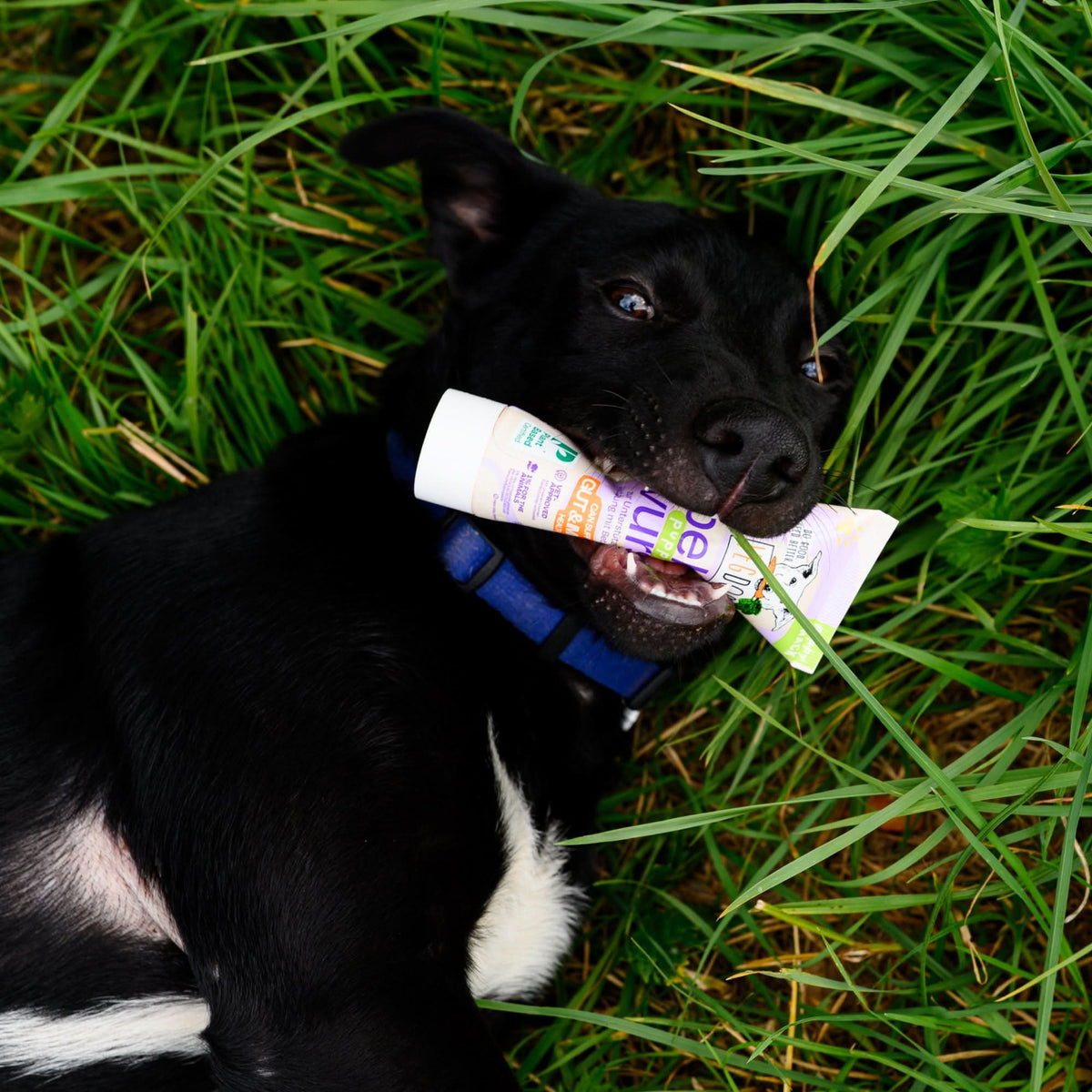 Valp tuggar på en tub VEGDOG Belly Vurst i gräset